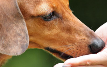 Преимущества корма Blitz Преимущества корма Blitz